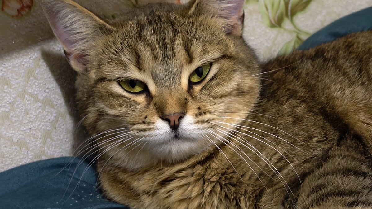 Фрося - Мариша Фрося - Мариша