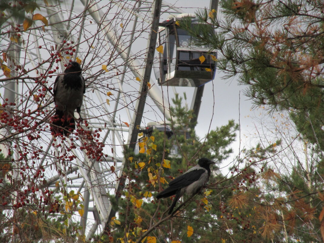 в парке Радуга - Елена Шаламова в парке Радуга - Елена Шаламова