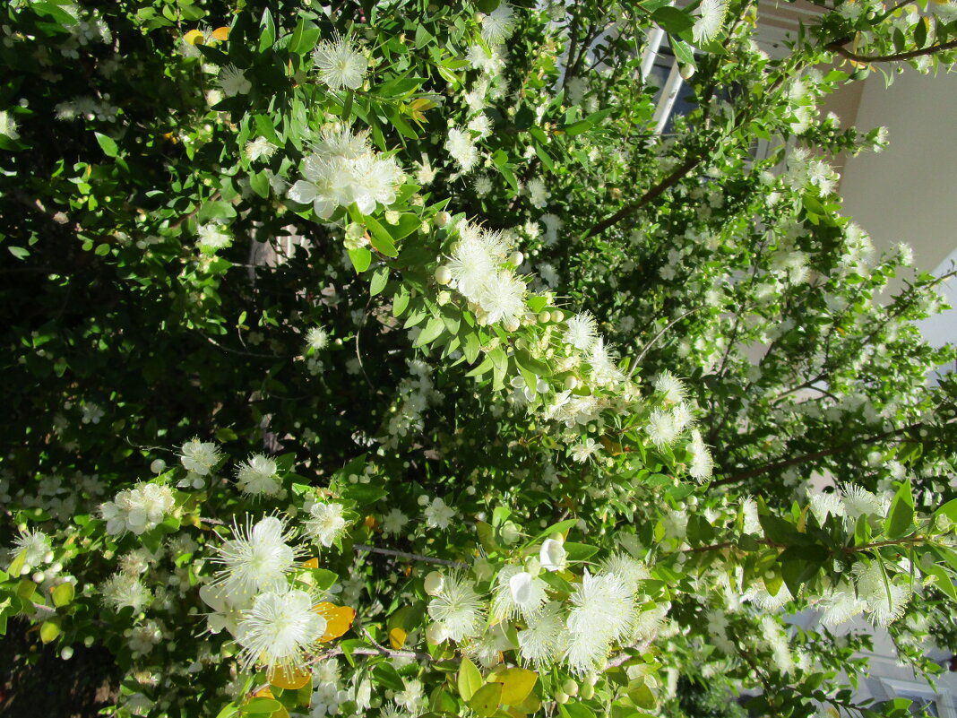 Мармарис июнь Турция - Елена Шаламова Мармарис июнь Турция - Елена Шаламова