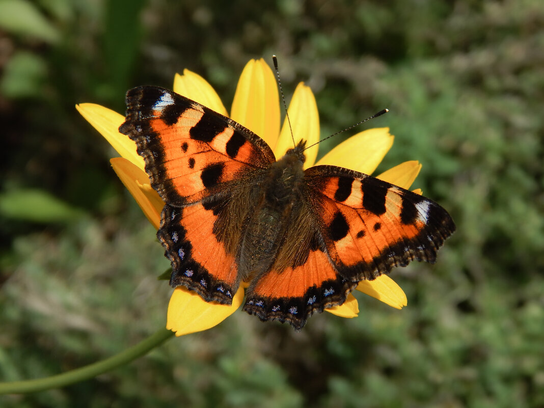 На цветке - Александр Ковальчук