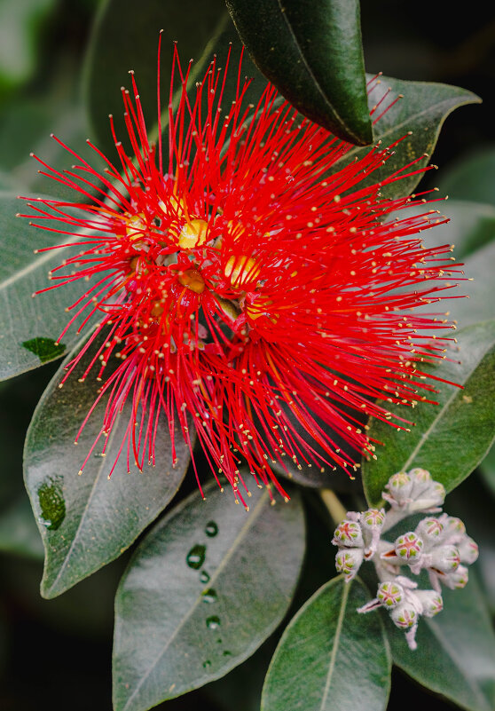 Метросидерос - Ольга Кубынина Метросидерос - Ольга Кубынина