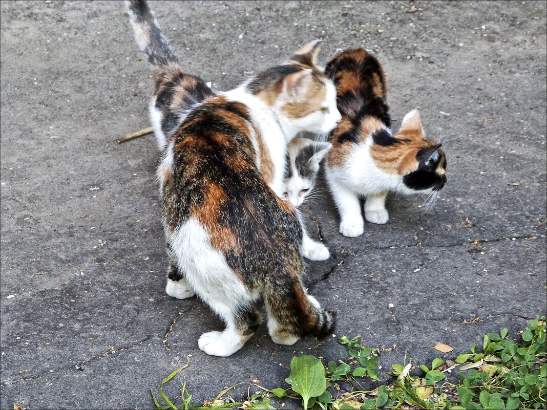 Мамины детки...все в неё - Валентина * Мамины детки...все в неё - Валентина *