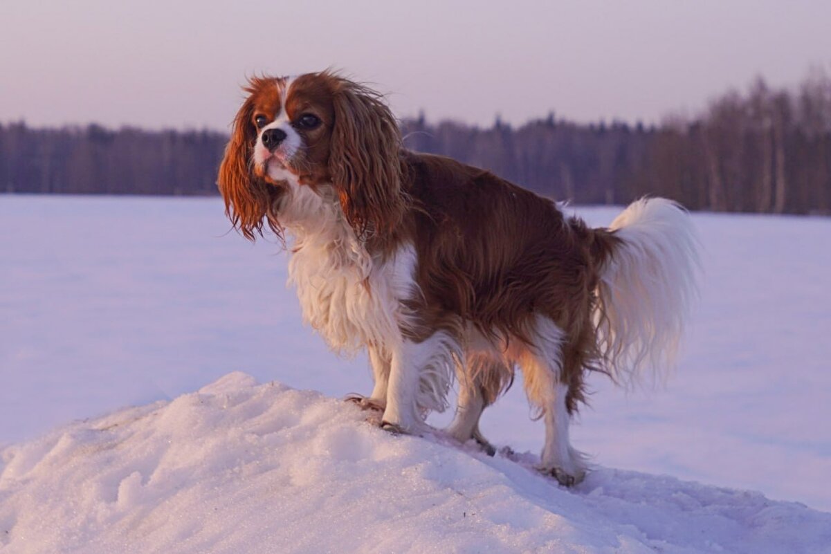 Собачка Харли - Игорь Бухало