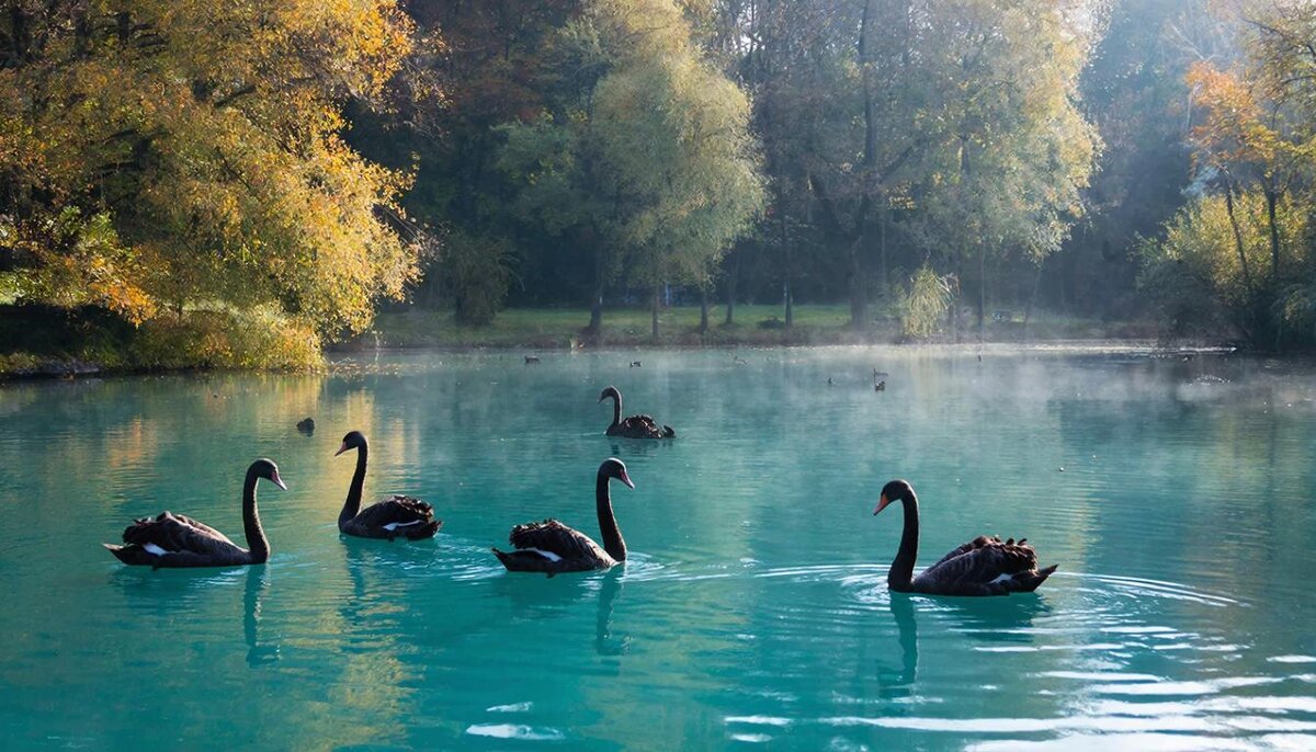 Лебеди - СЕРГЕЙ ФИЛОЧКИН