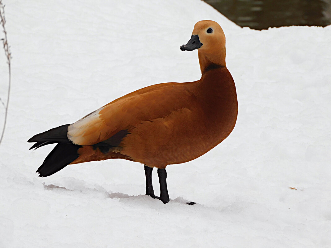 Огарь - Лина 