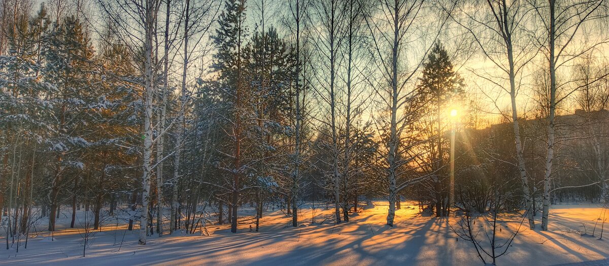 Зимним вечером в Ярушкинском дендропарке - Леонид Абросимов