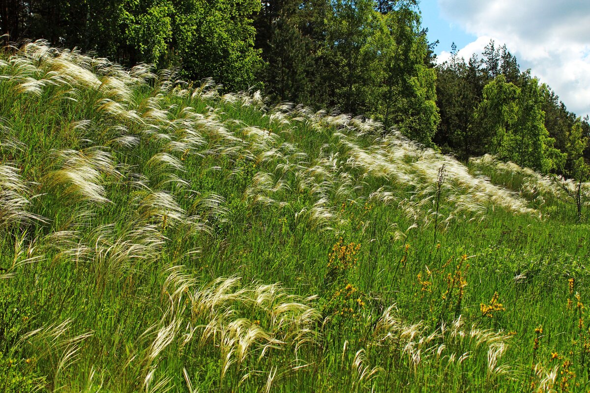 ...ковыль цветет ... - Александр Герасенков ...ковыль цветет ... - Александр Герасенков