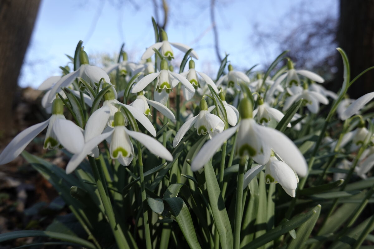 В мире цветов так тепло и прохладно... - Галина 