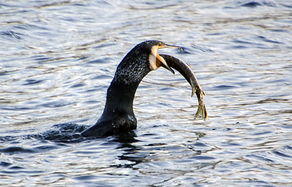 **** - Андроник Александр 