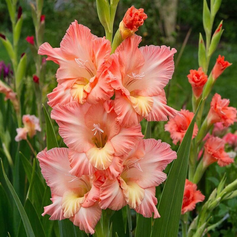 цветы - МАРИЯ ПОПОВА