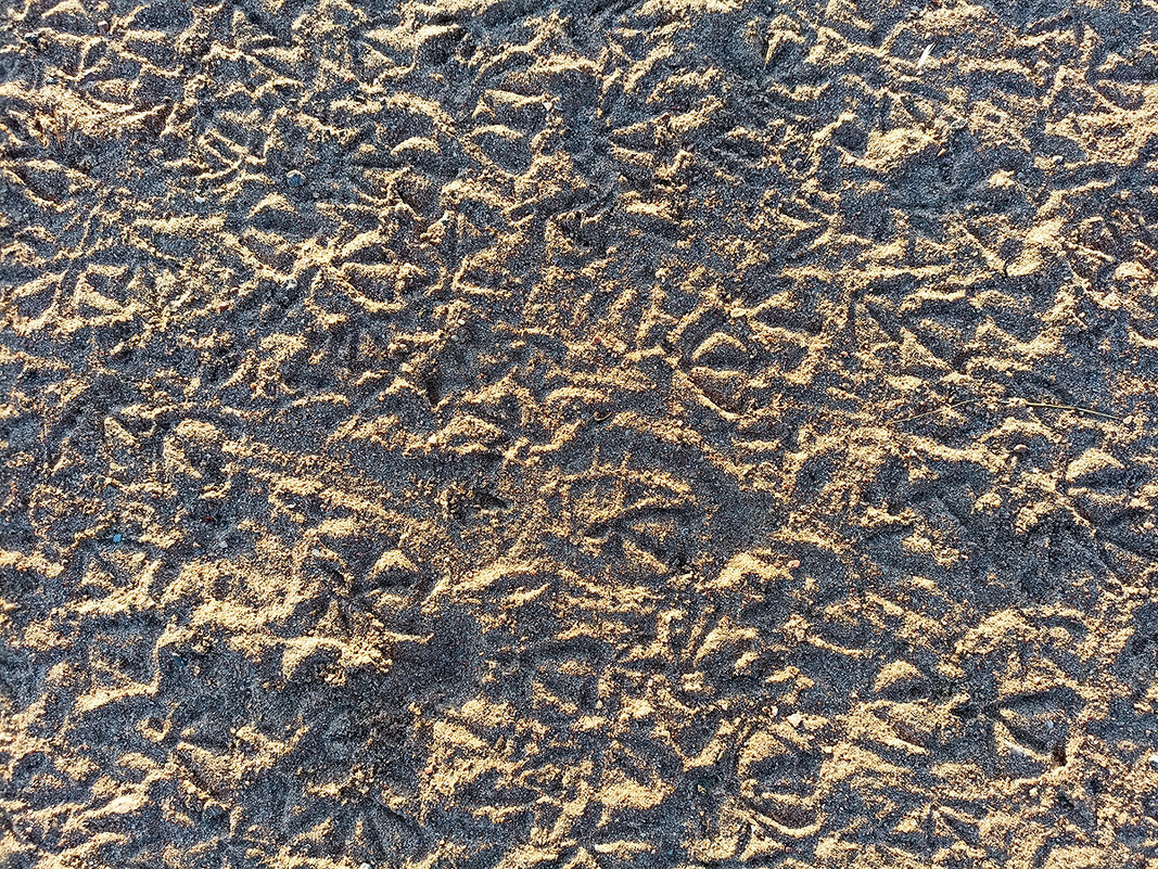 Следы на песке. Прилетели, поклевали, натоптали, улетели! - Лилия * Следы на песке. Прилетели, поклевали, натоптали, улетели! - Лилия *