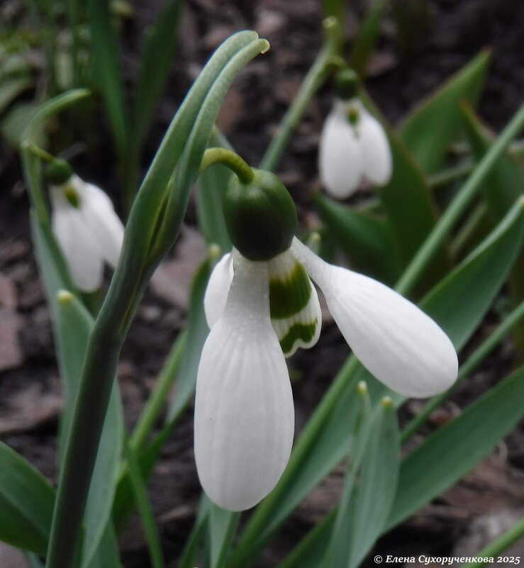Подснежник - Елена Сухорученкова