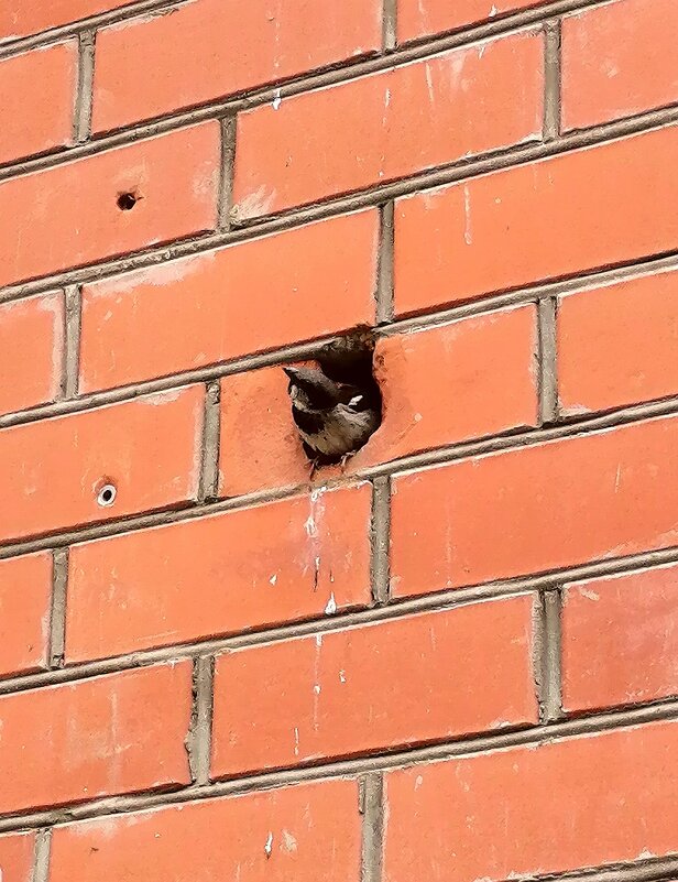 Птица в стене - М С