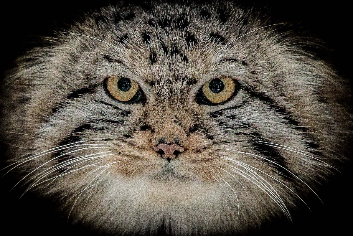 манул - Аркадий Лаптенко