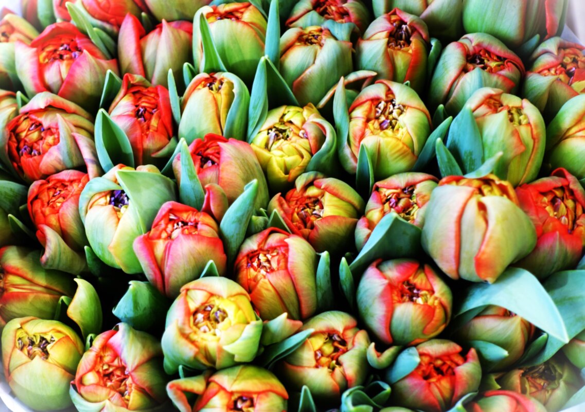 Попугайные тюльпанчики раскрываются - Aida10 Попугайные тюльпанчики раскрываются - Aida10