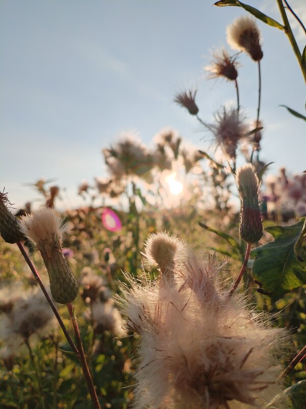 закат - Лидия Меркулова