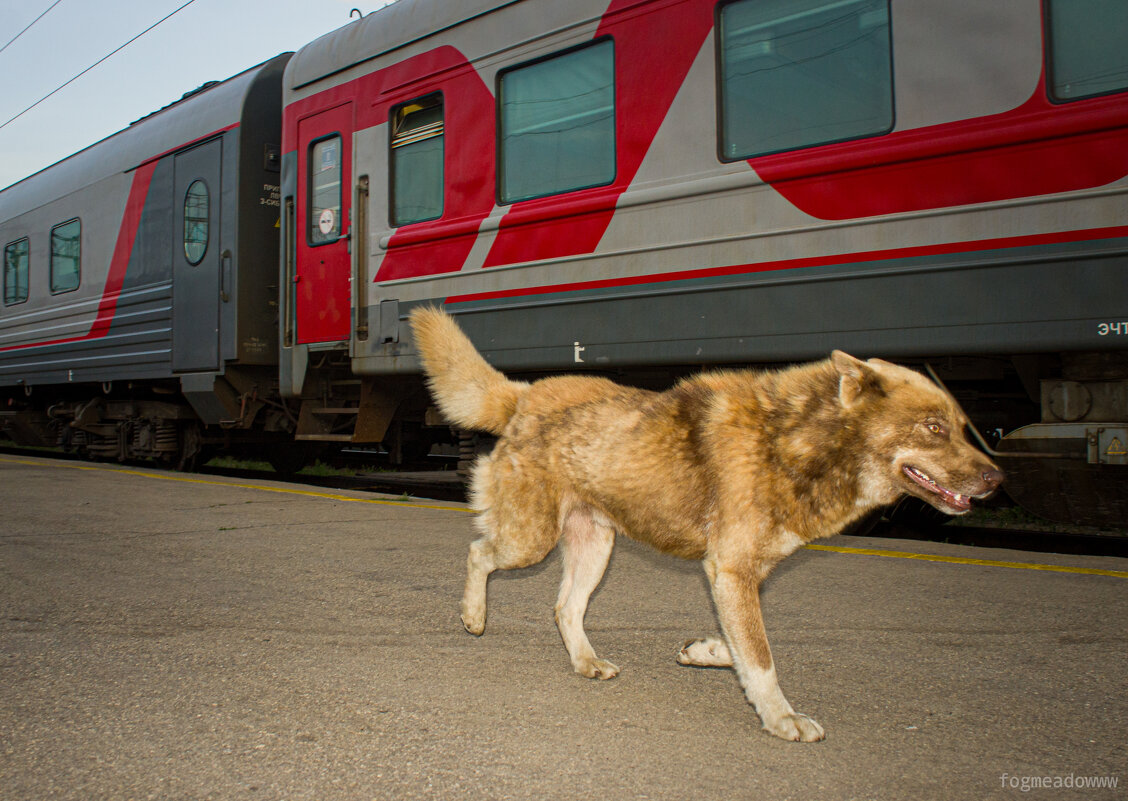 Ожидание поезда - fogmeadowww m