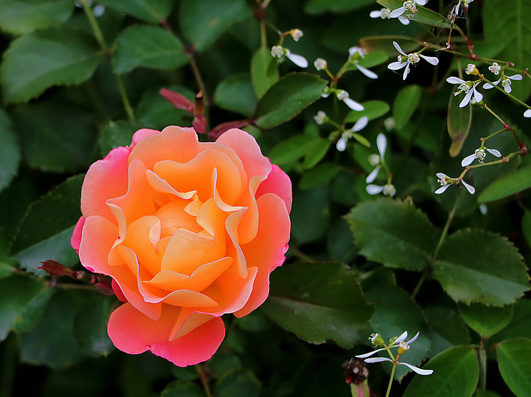 В сентябре - Светлана 