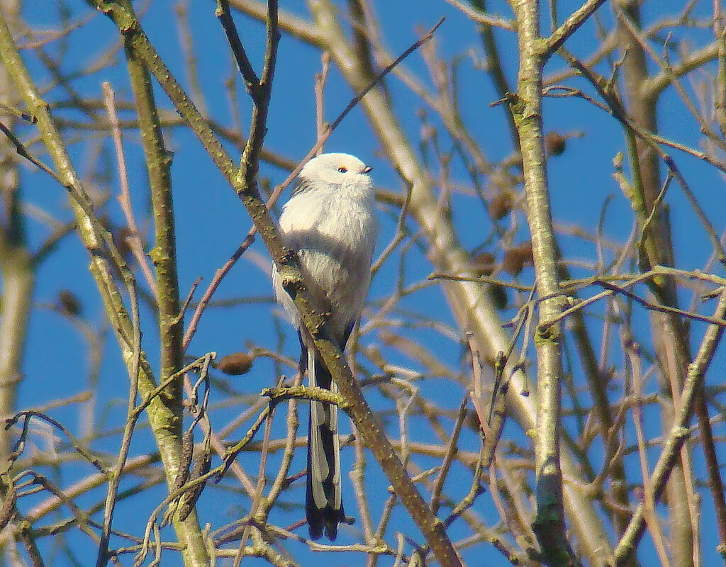 ополовник - gawrilа - dan