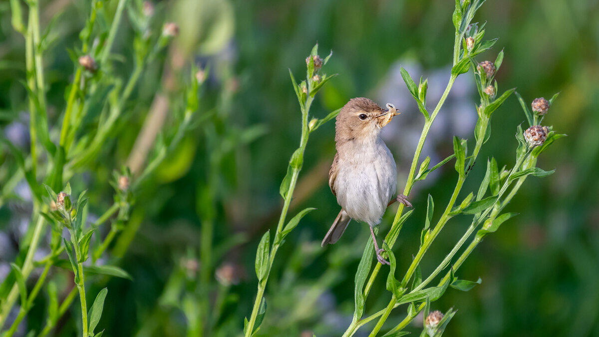 С добычей - Владимир Лазарев