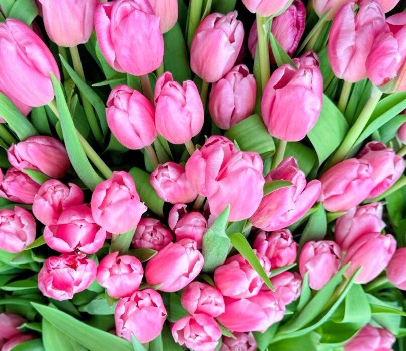 Прекрасные тюльпанчики... - Георгиевич Прекрасные тюльпанчики... - Георгиевич