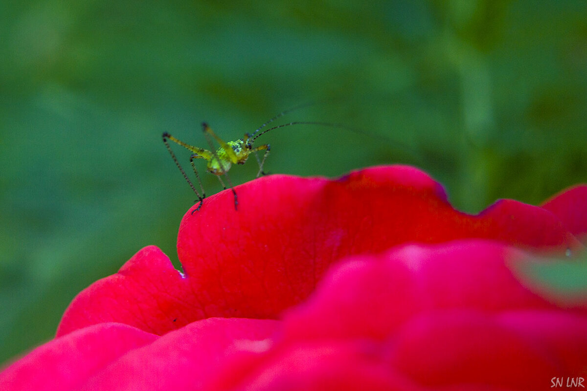 Кузнечник - Наталья (ShadeNataly) Мельник
