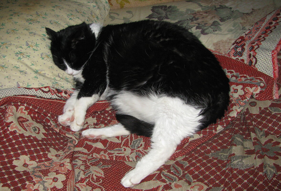 Сладкий сон - Людмила Смородинская