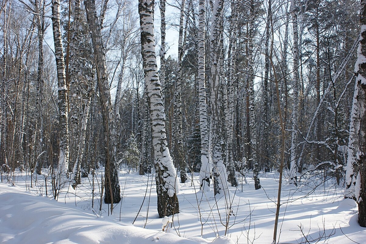 Мартовским днем в парке - Галина Нестратова Мартовским днем в парке - Галина Нестратова