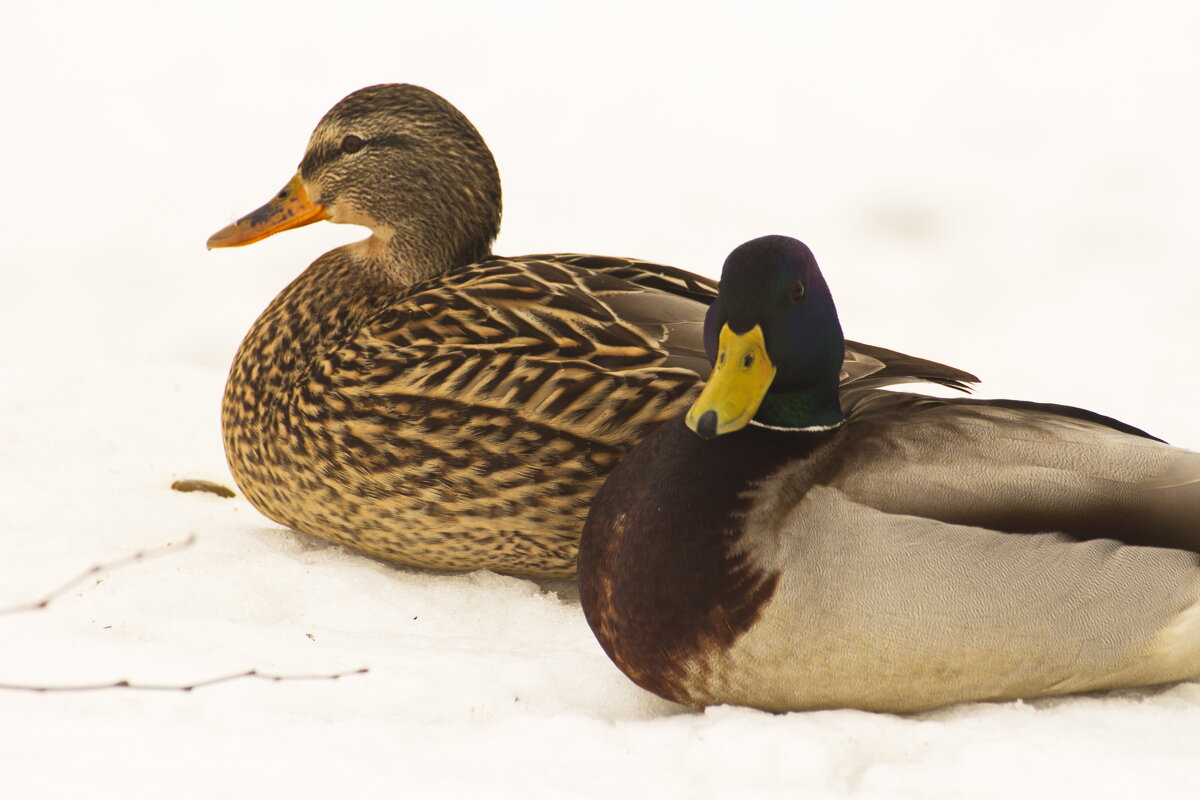 сладкая парочка - Владимир Зырянов
