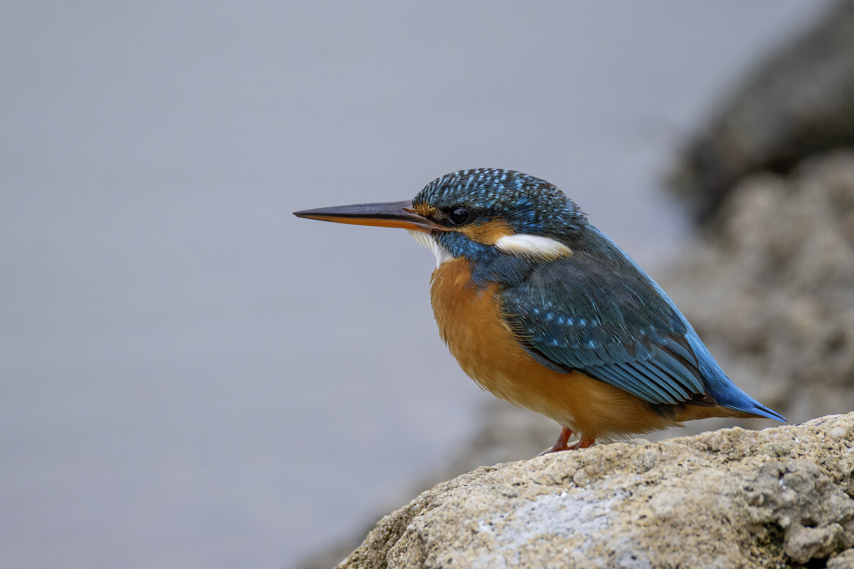 Зимородок. - Alexander Amromin