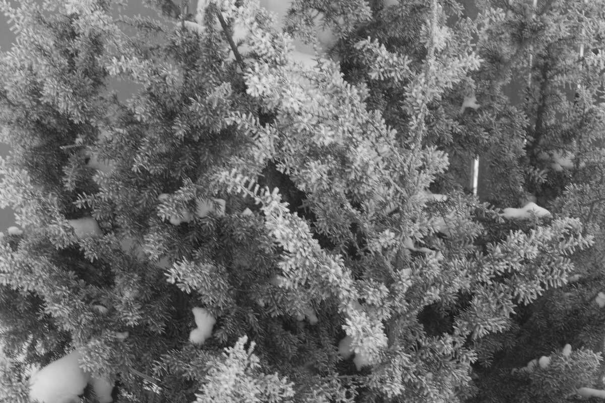 Иней на ветках можжевельника - Александр Буторин