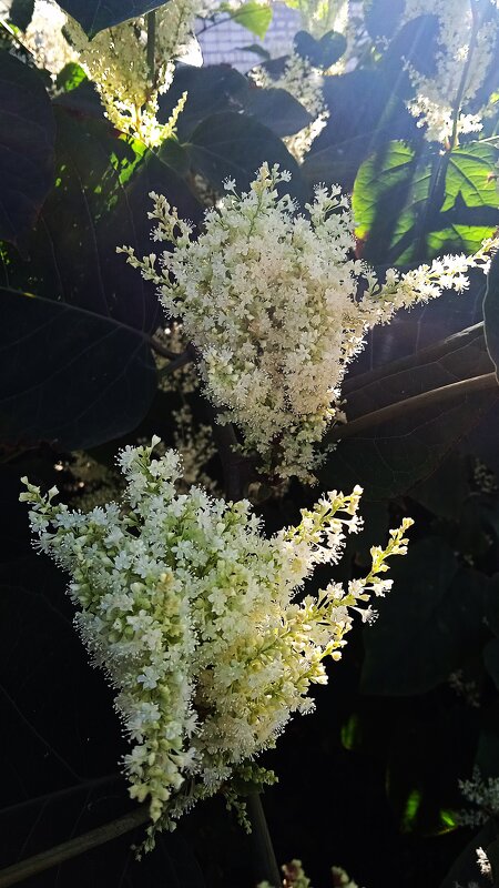 цветёт осенью - Елена Шаламова