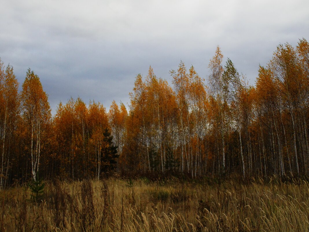 Осень  Урал - Елена Шаламова