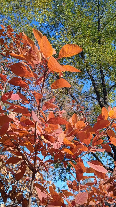 октябрь - Елена Шаламова