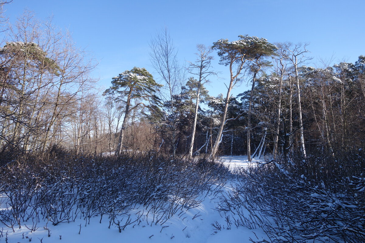 Февраль, побережье Балтийского моря, Калининградская область - Рита Симонова Февраль, побережье Балтийского моря, Калининградская область - Рита Симонова