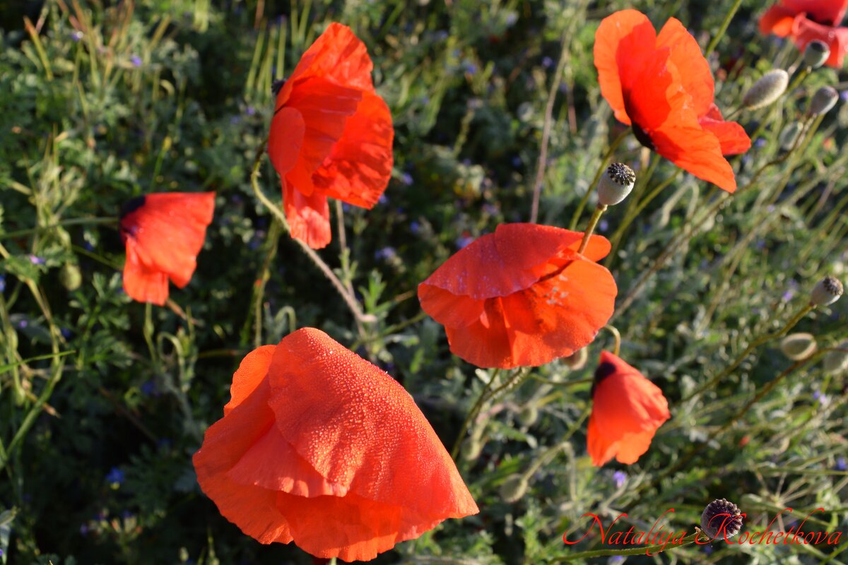 Природа Крыма - Amazing Cosmea Природа Крыма - Amazing Cosmea