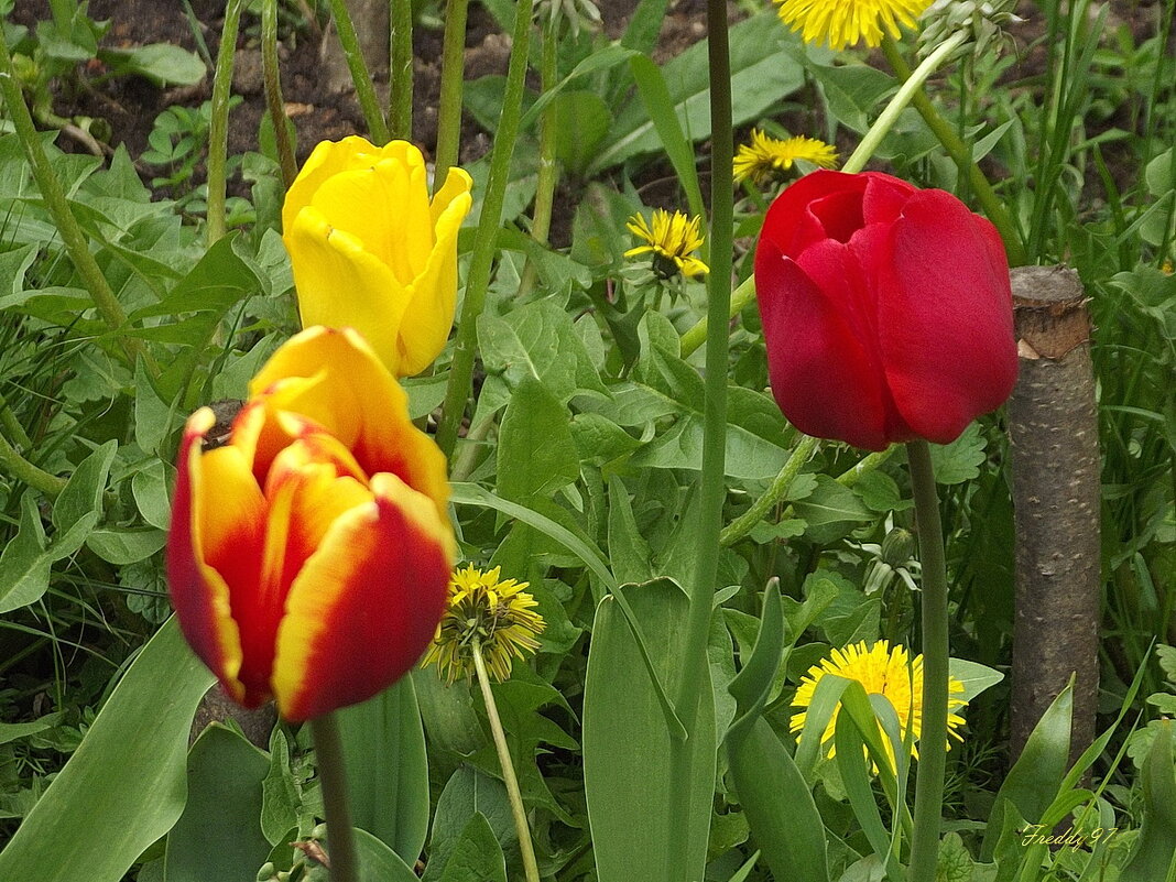Тюльпаны - Freddy 97