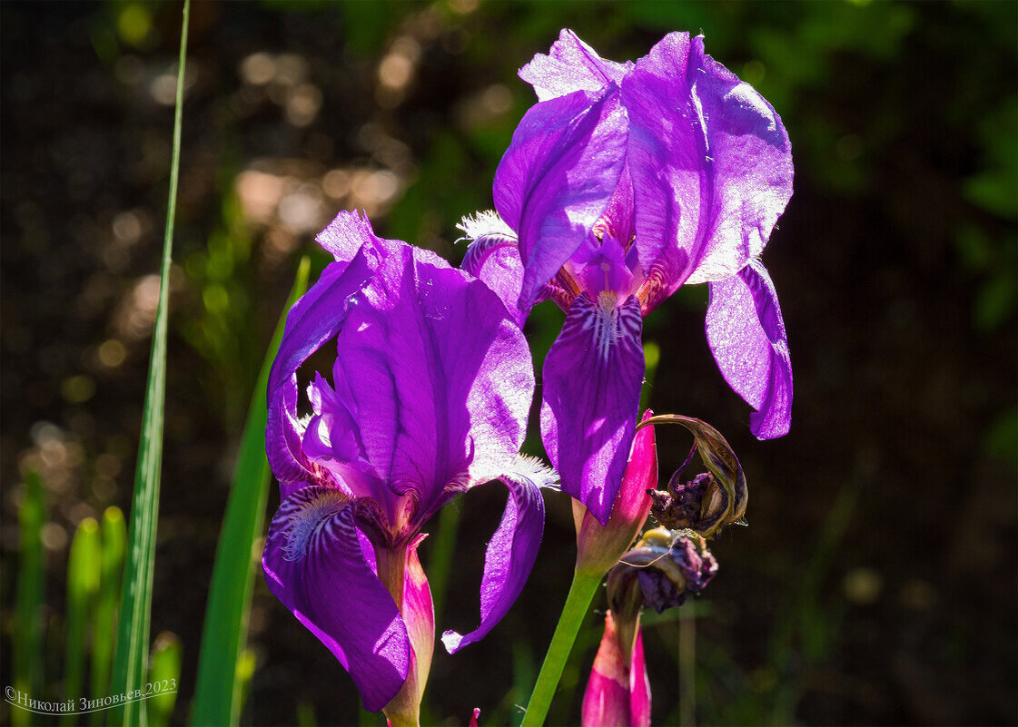 Бородатые ирисы... напросвет) - Николай Зиновьев Бородатые ирисы... напросвет) - Николай Зиновьев