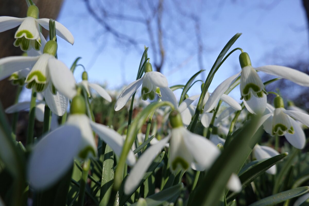 В мире цветов так тепло и прохладно.... - Галина 