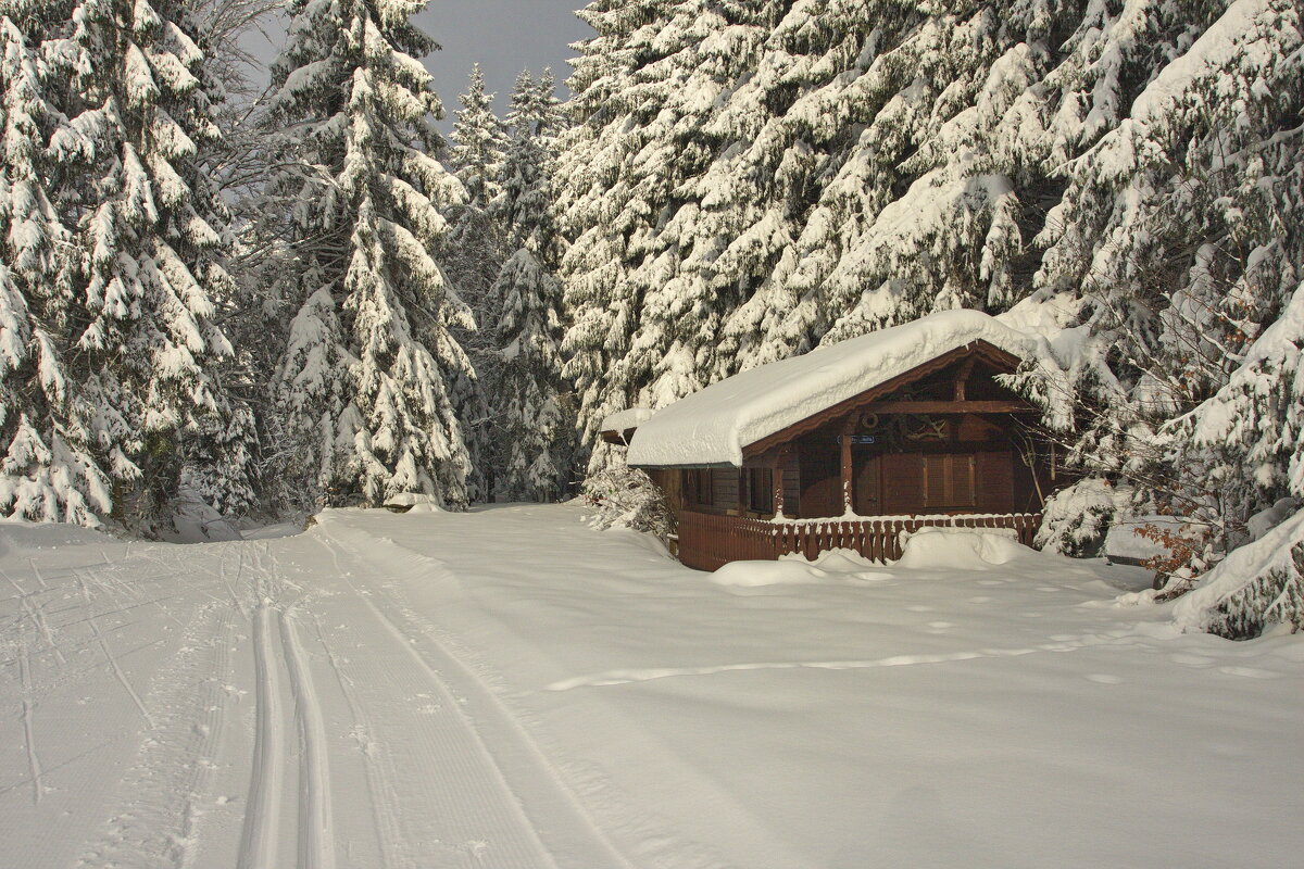 "Деревья в зимнем серебре" - Ирэн "Деревья в зимнем серебре" - Ирэн