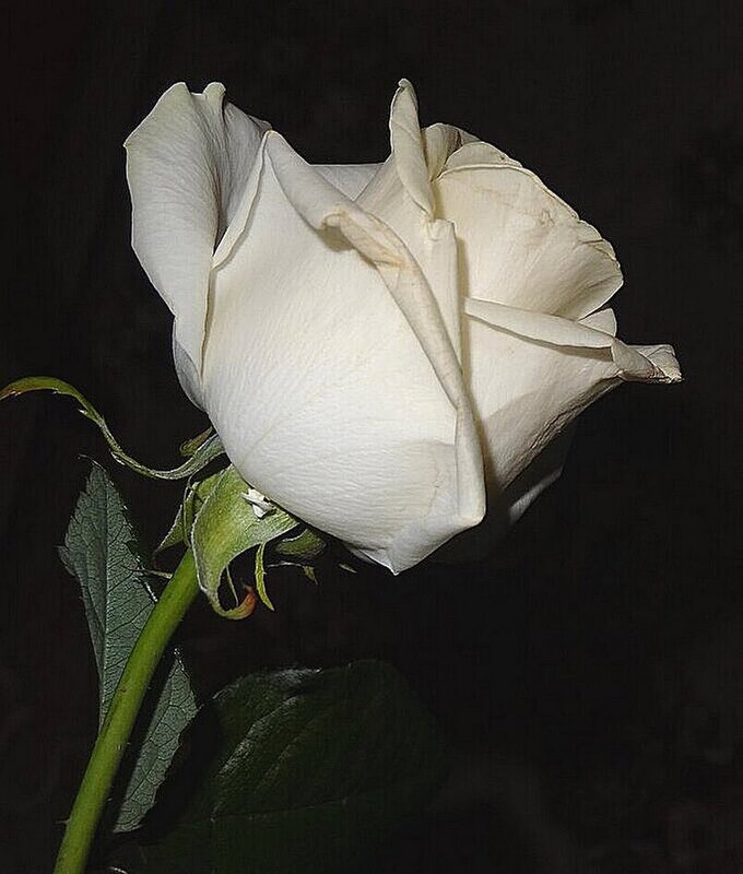 Белая розочка - Наталья ***