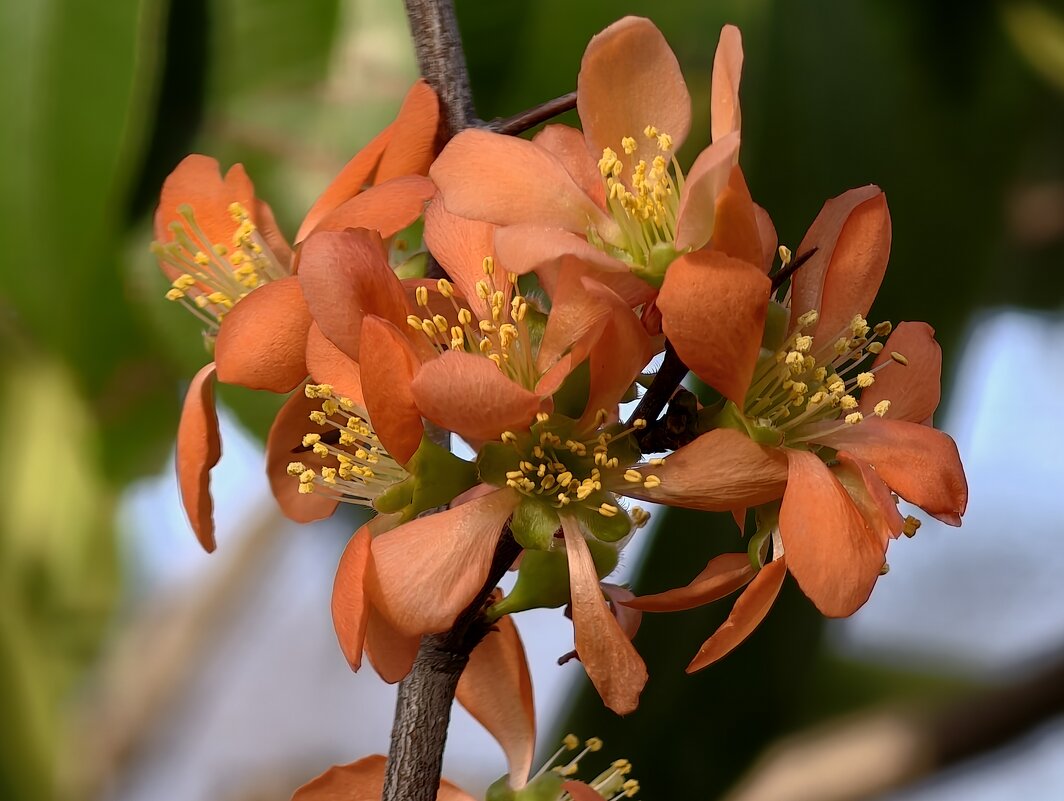 Айва в Аптекарском огороде - <<< Наташа >>>