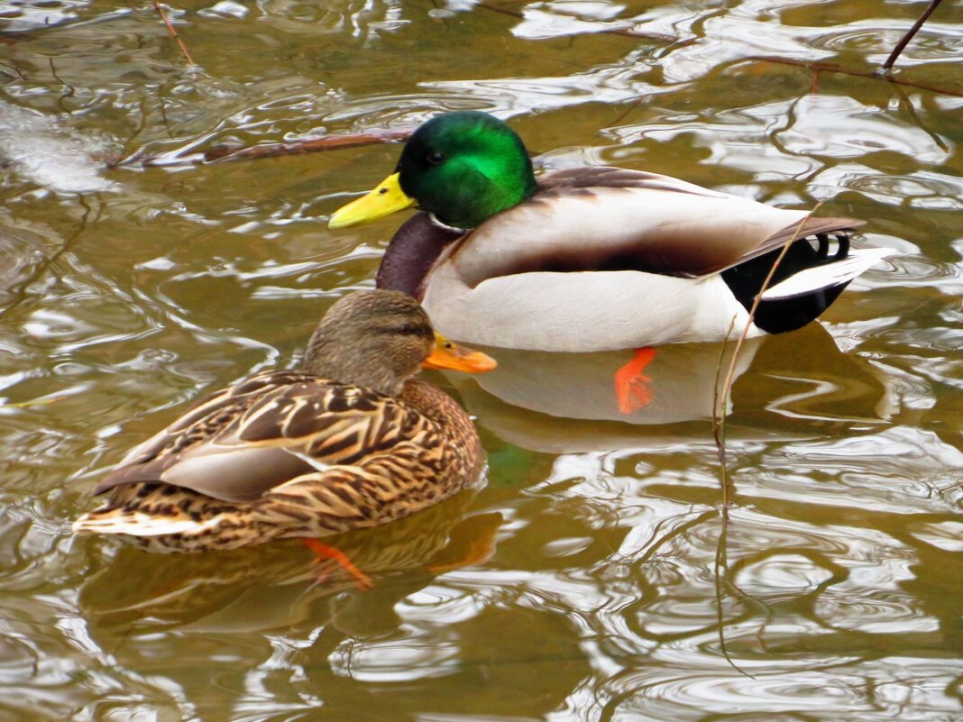 Яркая парочка - Андрей Снегерёв