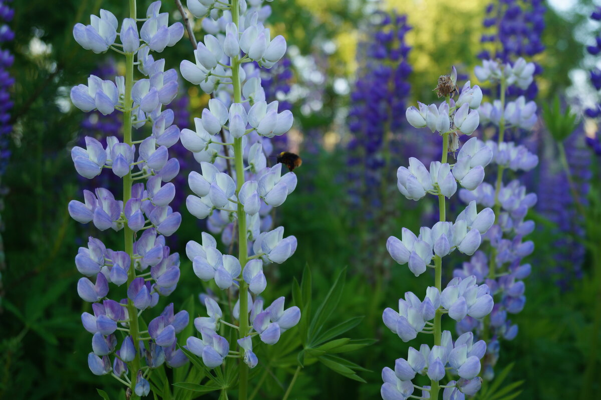 Цвета люпина - Сергей Ц Цвета люпина - Сергей Ц