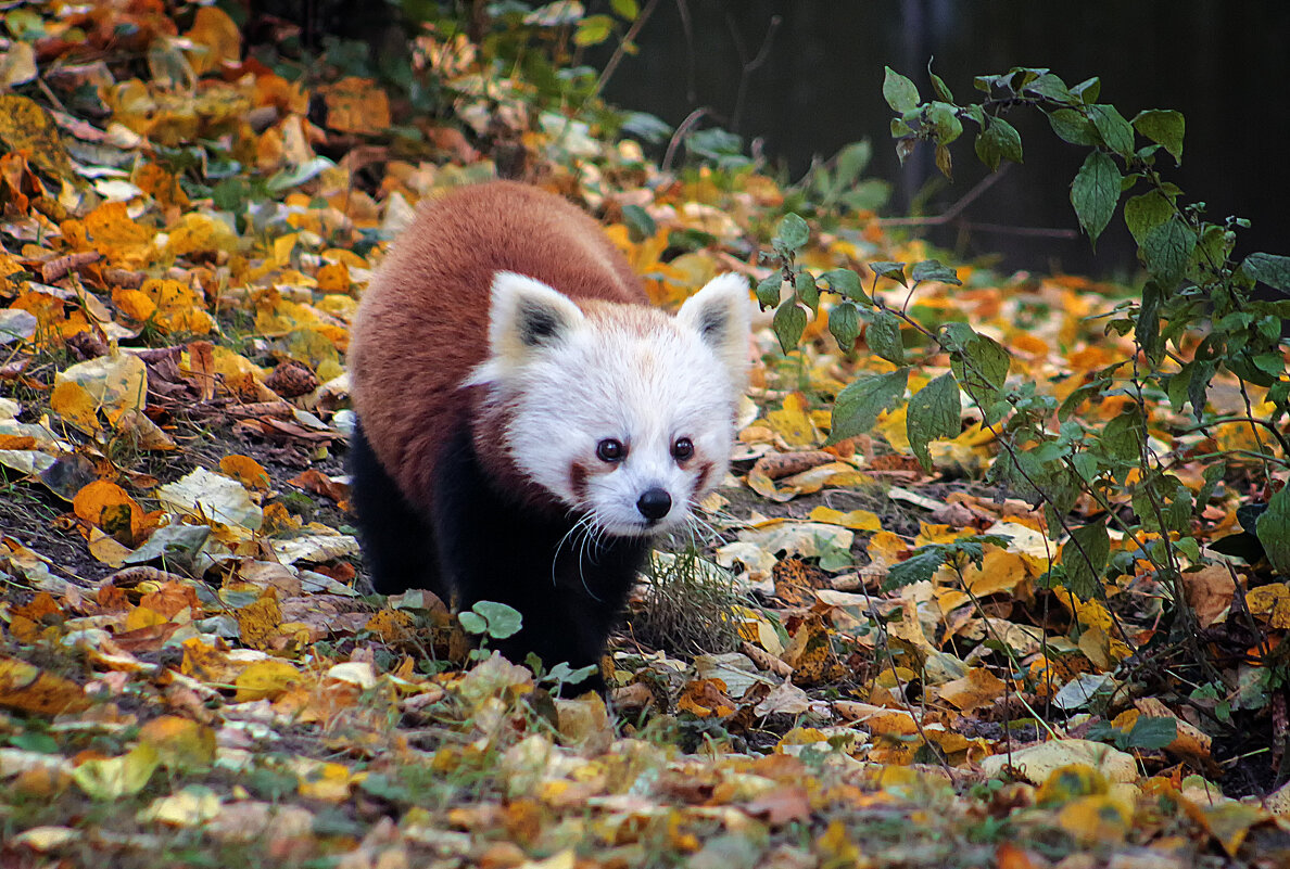 Малая панда - Андроник Александр Малая панда - Андроник Александр