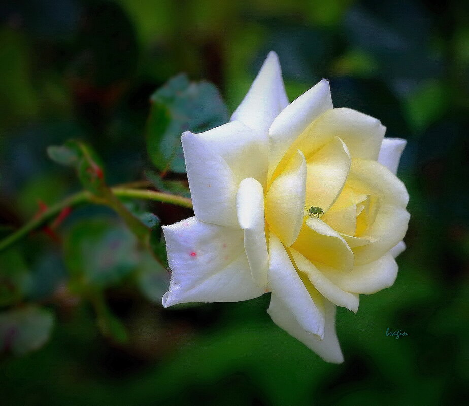 дом клопа... - Andrey Bragin 