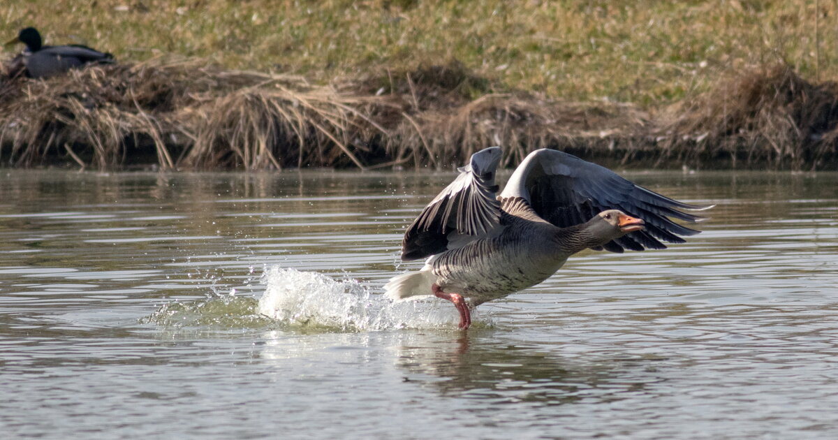 --- - vladimir --- - vladimir