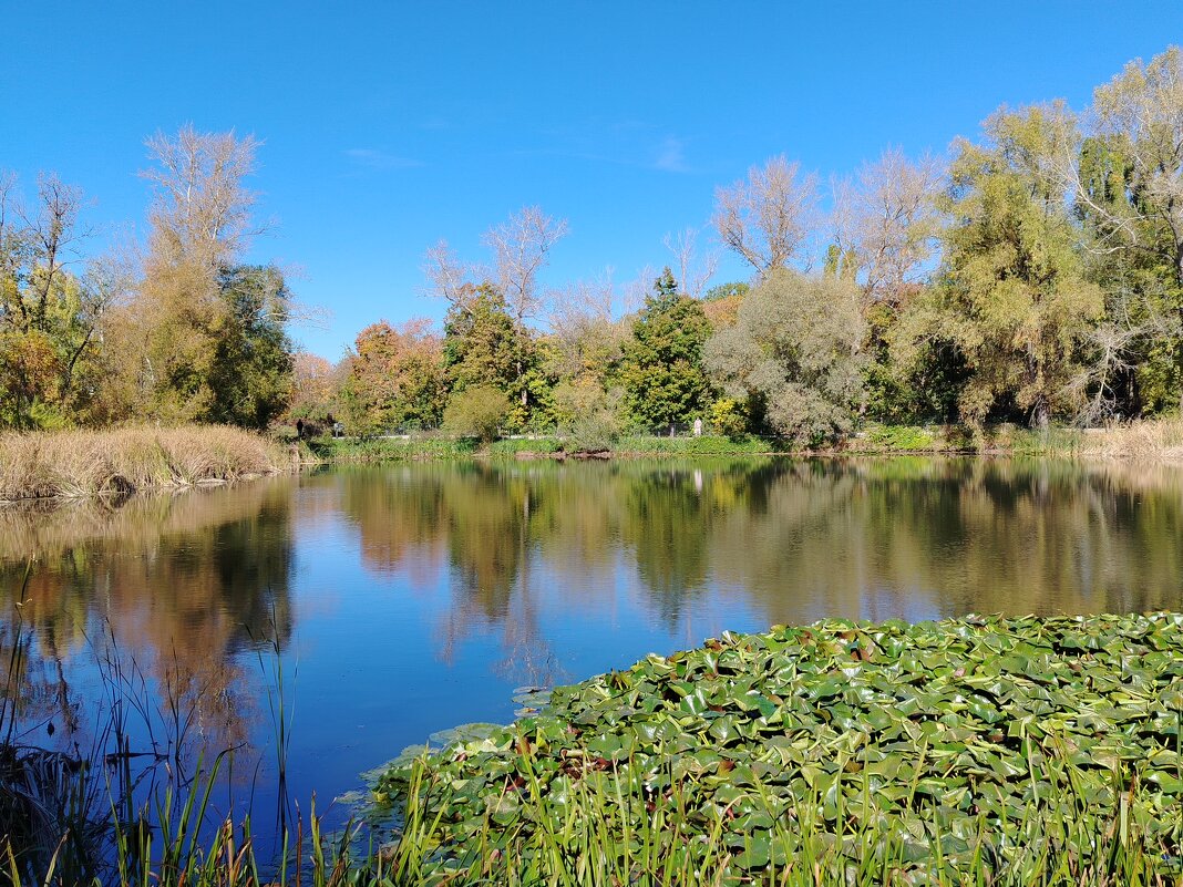 Самара. Ботанический сад. - Надежда Самара. Ботанический сад. - Надежда