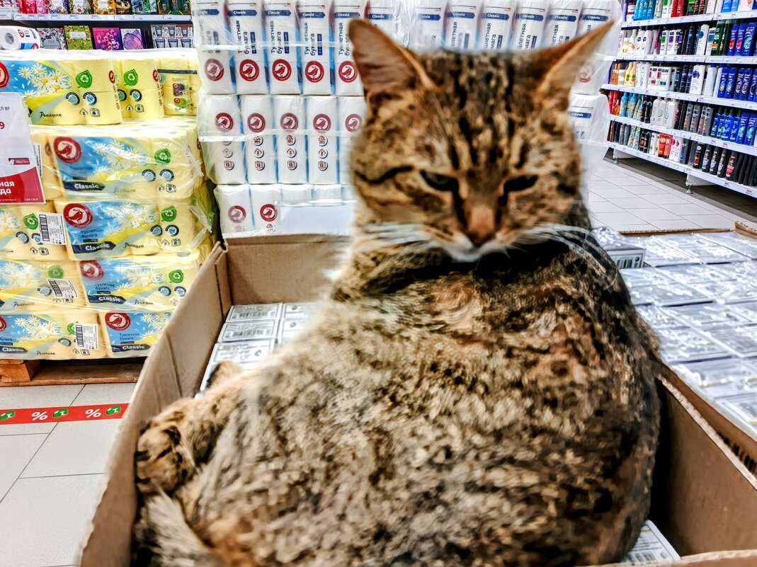 Магазинный кот. - Михаил Столяров