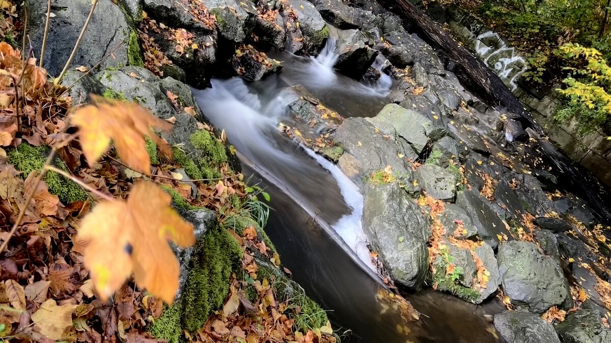 Мир Природы  - "The Natural World" Александер